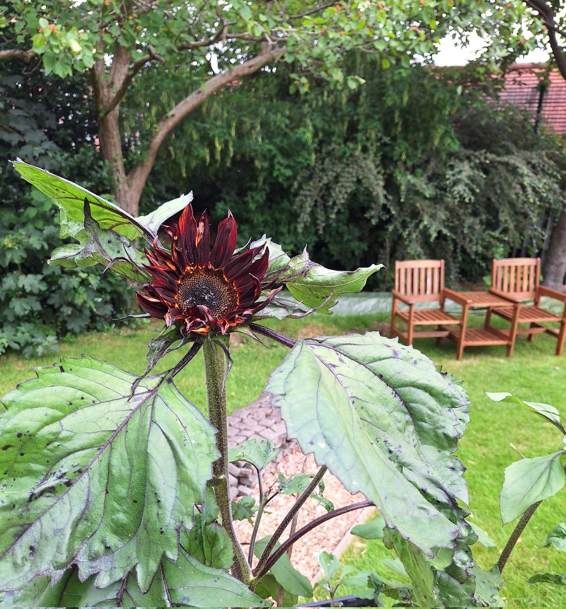 FLLCsheffield's tweet image. The library garden is looking great.  One of the Black Magic sunflowers that was planted by our children's gardening group has found enough sunshine to flower!
🌻
