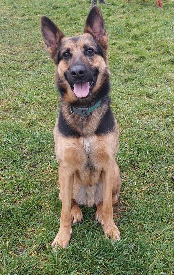 gsrescueelite's tweet photo. Arlo is 4yrs old and he has been with us most his life, Arlo is an extremely anxious boy who will need an exp, child and pet free home and preferably with a single person in a quiet area 
#dogs #GermanShepherd #Notts 
 https://t.co/EaxgtxHlbF https://t.co/hlfG7ceJ0F