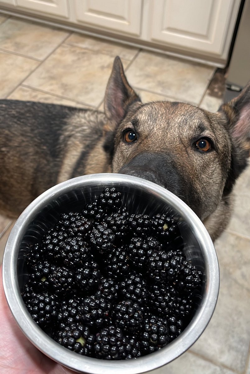 bresefina's tweet photo. Gathering (I forgot this blackberry bush existed it has been over a year since I last touched it) https://t.co/quDa6hoBz6
