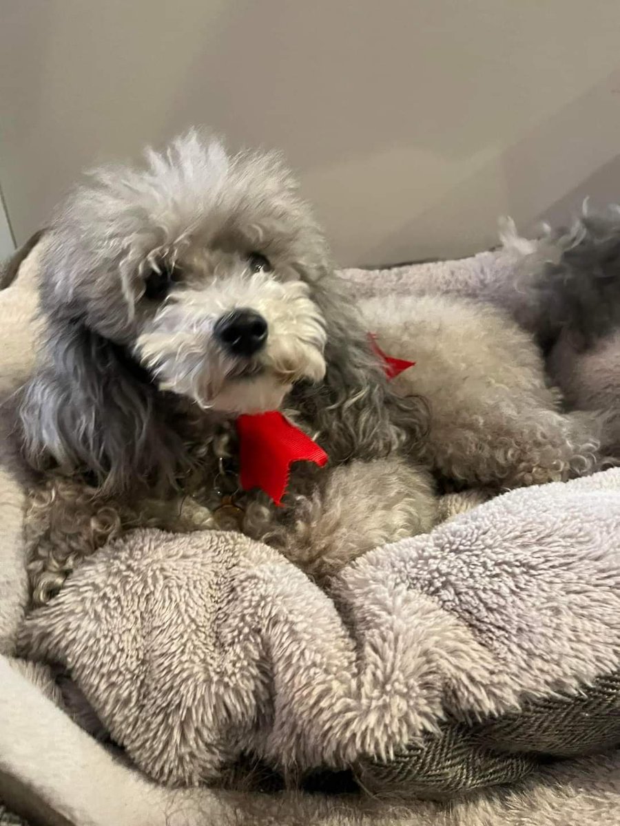 MissingPetsGB's tweet photo. 🐕 Please look out for MARGOT
She went #missing 12 July 2024 near Brithem Bottom,
Leanards Farm  Cullompton #Devon #EX1T
She is a toy silver poodle who is microchipped. She ran into a maize field and despite efforts, she's not been found.
Please RT https://t.co/xthWcRob08