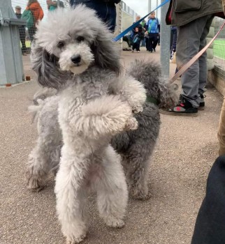 MissingPetsGB's tweet photo. 🐕 Please look out for MARGOT
She went #missing 12 July 2024 near Brithem Bottom,
Leanards Farm  Cullompton #Devon #EX1T
She is a toy silver poodle who is microchipped. She ran into a maize field and despite efforts, she's not been found.
Please RT https://t.co/xthWcRob08