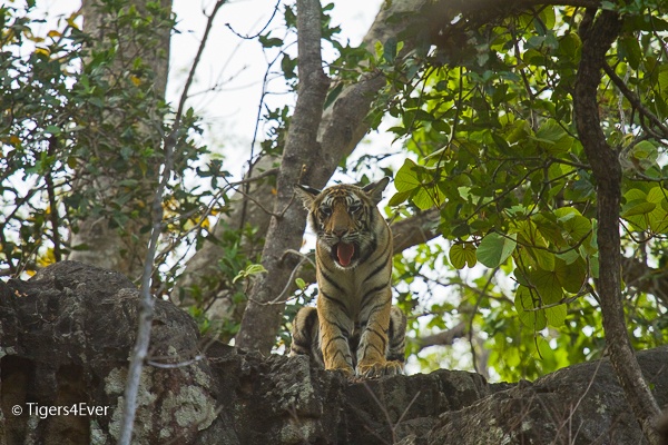 Tigers4Ever2010's tweet photo. 📅 15th July: Social Media Giving Day. Your support fuels our mission. 🙌#Tigers4Ever #Conservation  #NatureConservation #SocialMediaGivingDay #ProtectOurPlanet https://t.co/KSUcEvUcsy