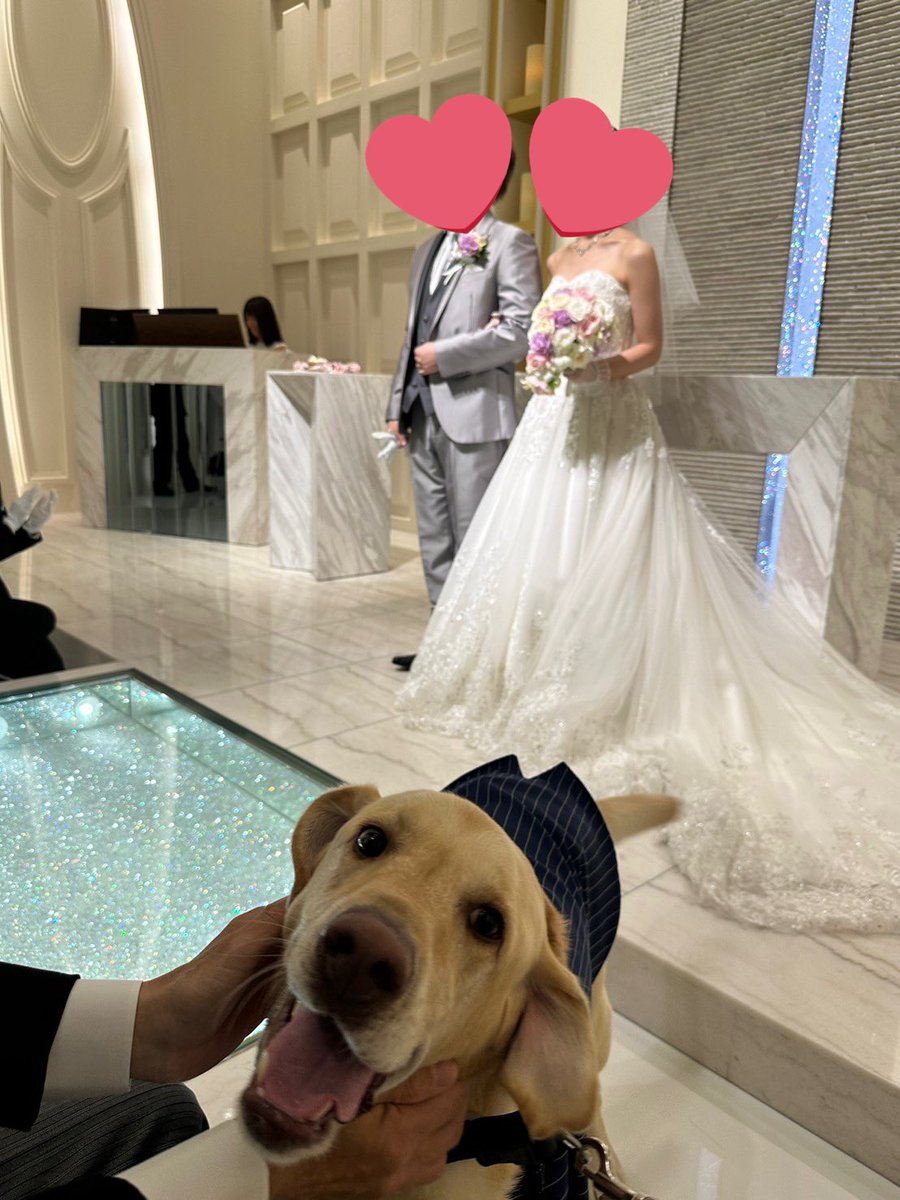 RamiRopeSoto's tweet photo. 先日家族の結婚式にそとも一緒に参列してきました😁

リングドッグも成功させて大活躍！

みんなから可愛い可愛い言われて幸せそうなそとくんでした笑（新婦より可愛い言われたのでは！？）

誕生日が近いのでケーキも食べました🍰

食べれて褒められて最高の時間だったかな☺️
#アネーリ長岡 https://t.co/du4jw2tpFy