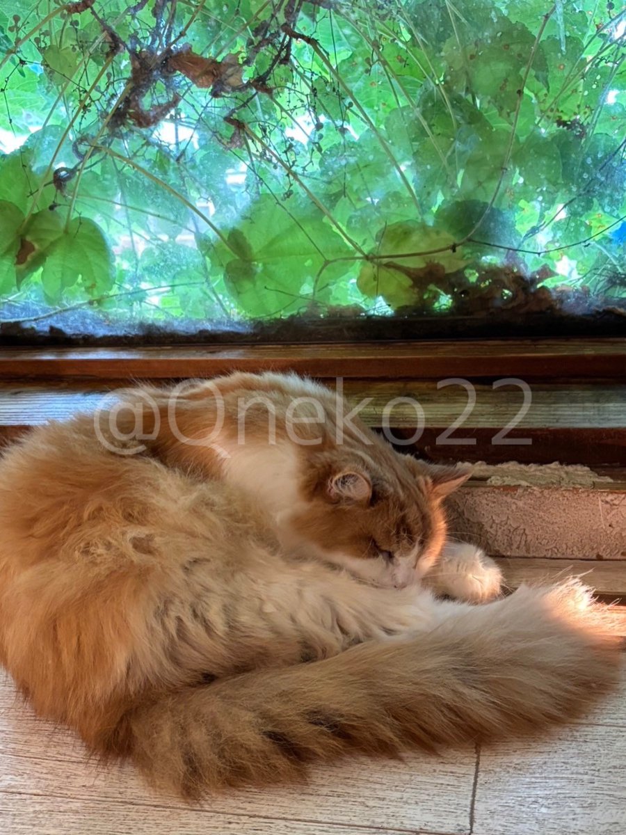Qneko22's tweet photo. 7月の定例会では、猫カフェ 美猫さまを訪問しました🐾
当日は生憎の雨でしたが、猫ちゃんたちと触れ合ってリフレッシュできました。
Instagramには別の写真を掲載しているので是非ご覧ください。

#九州大学ねこ部 #九大ねこ部 #九州大学 #ねこ #猫カフェ #猫カフェ美猫 #福岡猫カフェ #定例会 https://t.co/WVXFrw6uFK