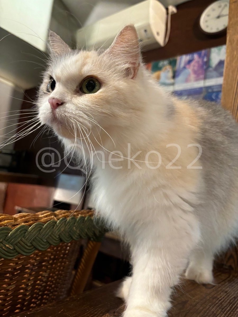 Qneko22's tweet photo. 7月の定例会では、猫カフェ 美猫さまを訪問しました🐾
当日は生憎の雨でしたが、猫ちゃんたちと触れ合ってリフレッシュできました。
Instagramには別の写真を掲載しているので是非ご覧ください。

#九州大学ねこ部 #九大ねこ部 #九州大学 #ねこ #猫カフェ #猫カフェ美猫 #福岡猫カフェ #定例会 https://t.co/WVXFrw6uFK