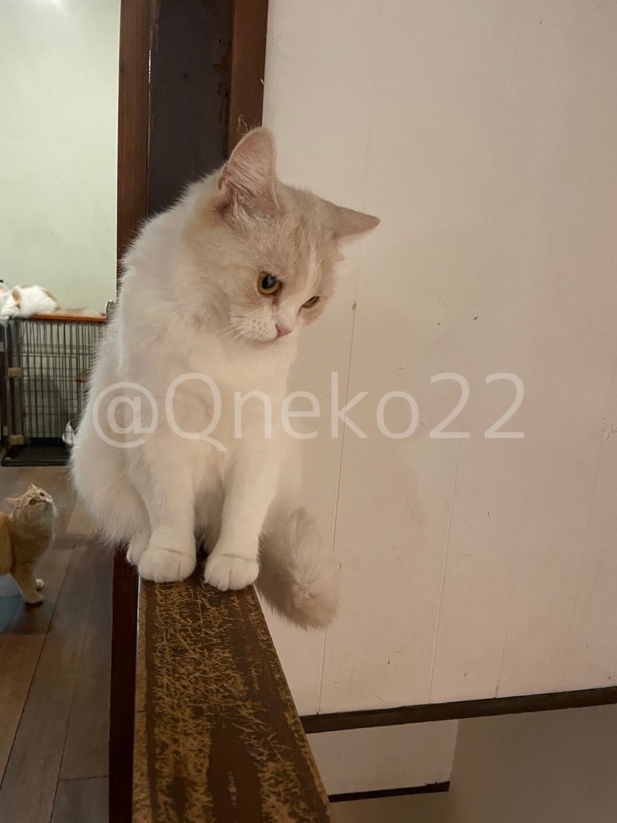 Qneko22's tweet photo. 7月の定例会では、猫カフェ 美猫さまを訪問しました🐾
当日は生憎の雨でしたが、猫ちゃんたちと触れ合ってリフレッシュできました。
Instagramには別の写真を掲載しているので是非ご覧ください。

#九州大学ねこ部 #九大ねこ部 #九州大学 #ねこ #猫カフェ #猫カフェ美猫 #福岡猫カフェ #定例会 https://t.co/WVXFrw6uFK