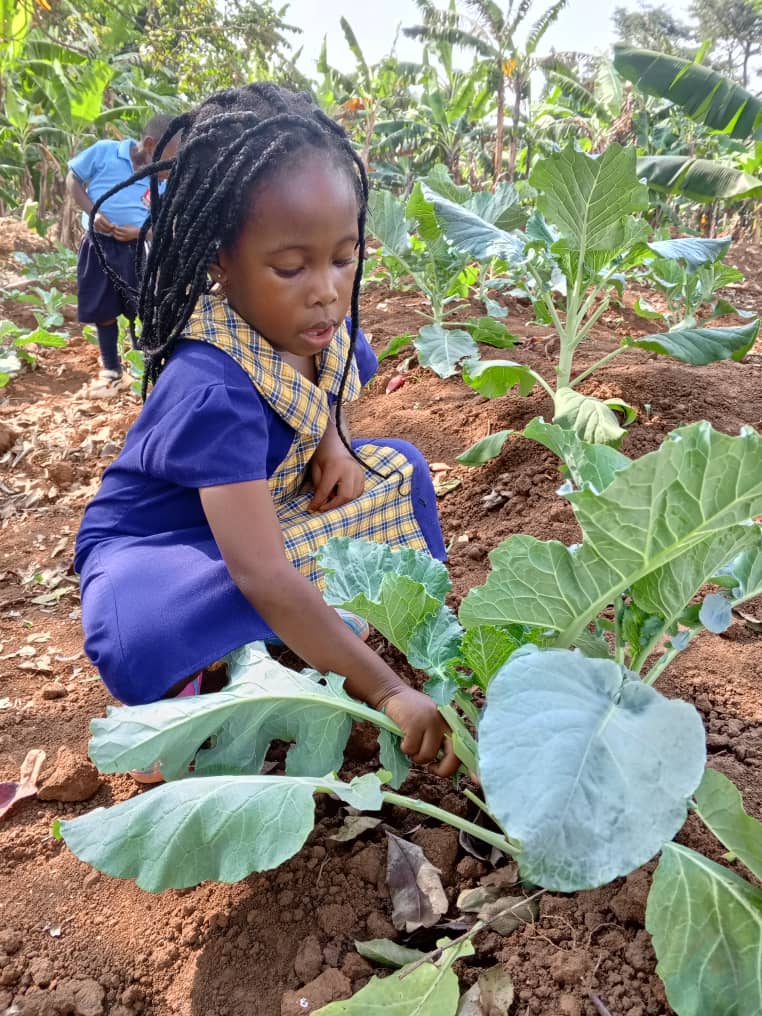 Rotafield_Sch's tweet photo. One step at a time. 

One of our children monitoring vegetables they planted earlier on. 
 They established a model farm, from which they can even draw what to eat. 

#RotafirldSchools https://t.co/FXozrQtmQQ