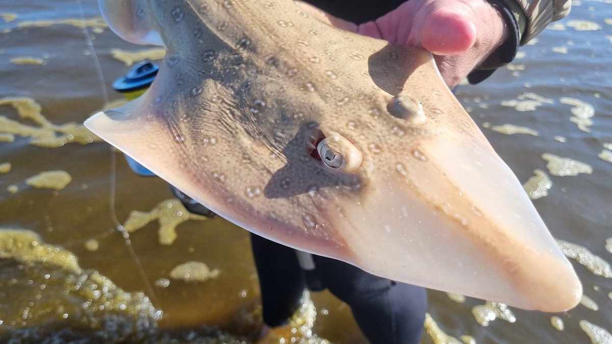 34 days to #6samls

Researchers are now able to study the presence of animals in a region based purely on DNA found in their environments, to generating entire genomes of individual species! To this end, we have 7 #linefish genetics talks to look forward to.
#marinescience
