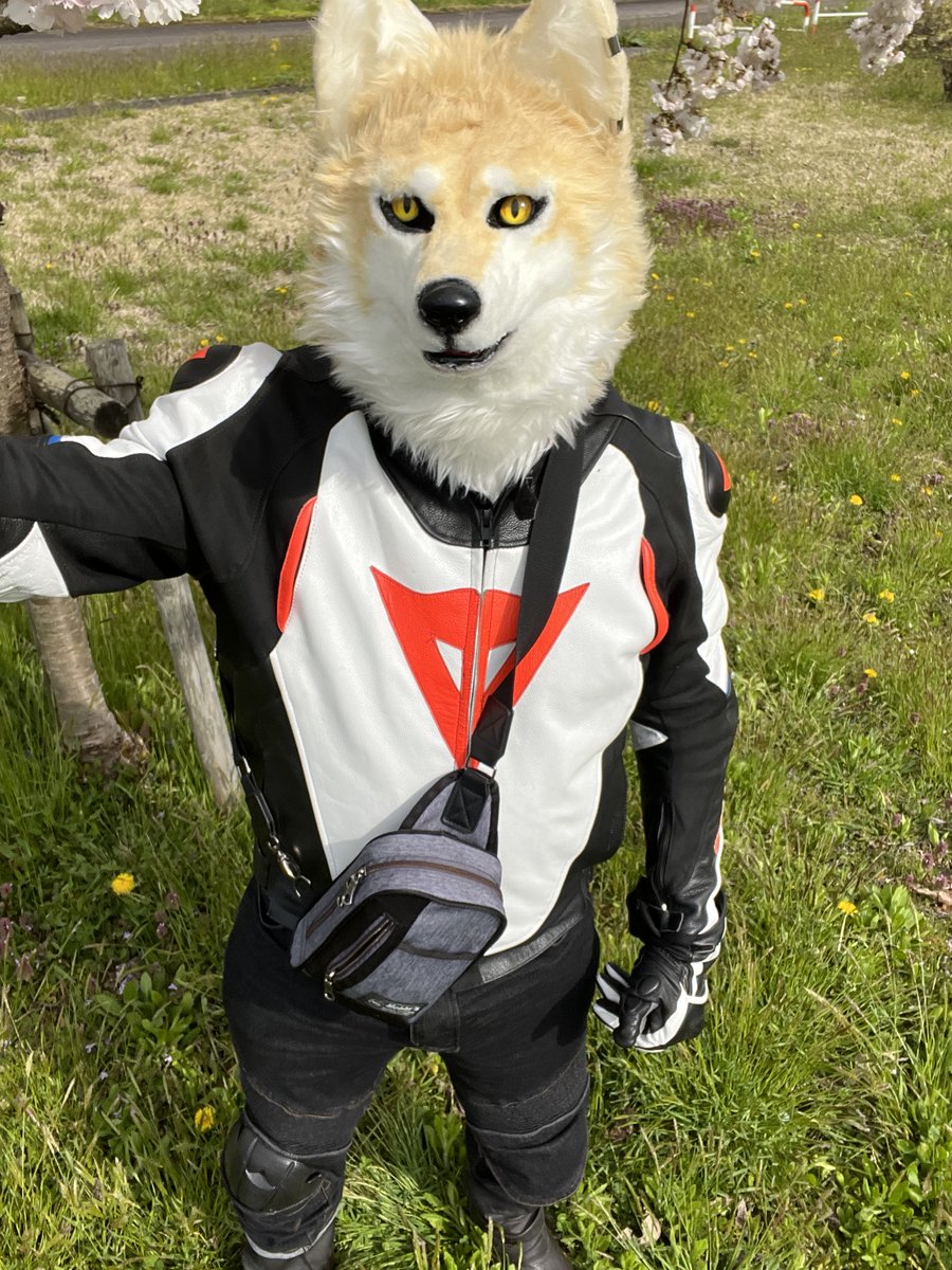 wolfmuzzle11's tweet image. もふ