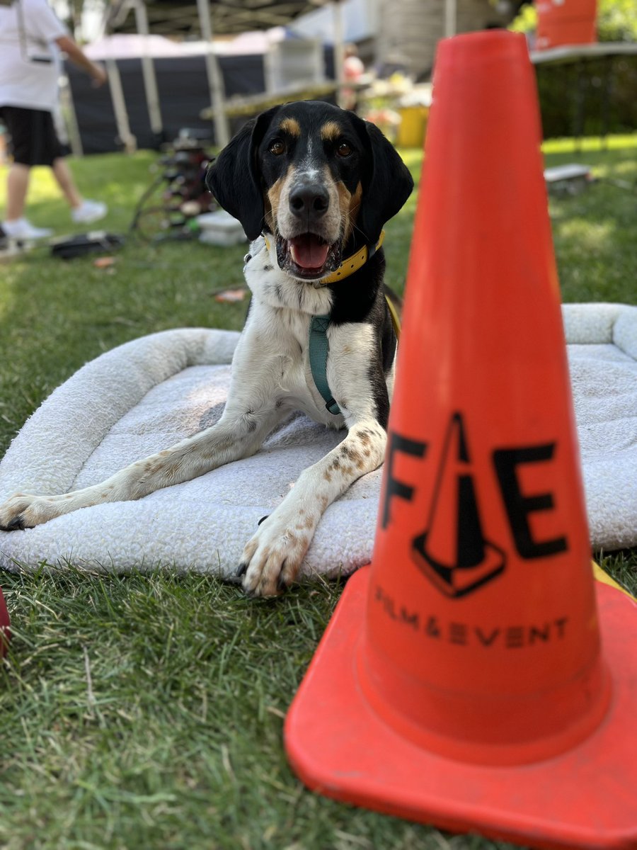 Waco was in his first commercial last week! He was such a good boy all day and did a great job working with the actor. 

The commercial was for a health insurance company and will probably be out in a month or so. I’ll post it here if I find it ✨