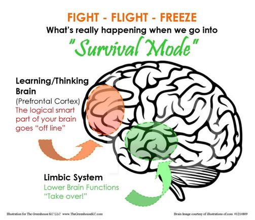 Fight Or Flight Response Brain Fight Or Flight Response | Psychology