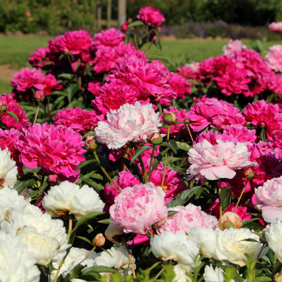 GardenStateBulb's tweet photo. Although most of our inventory is shut off until #fall we still have a few #peonies for sale! Check out the 🔗 in bio 🌸
.
#GardenStateBulb #garden #gardening #flowers #summer https://t.co/8jvWPfvPOz