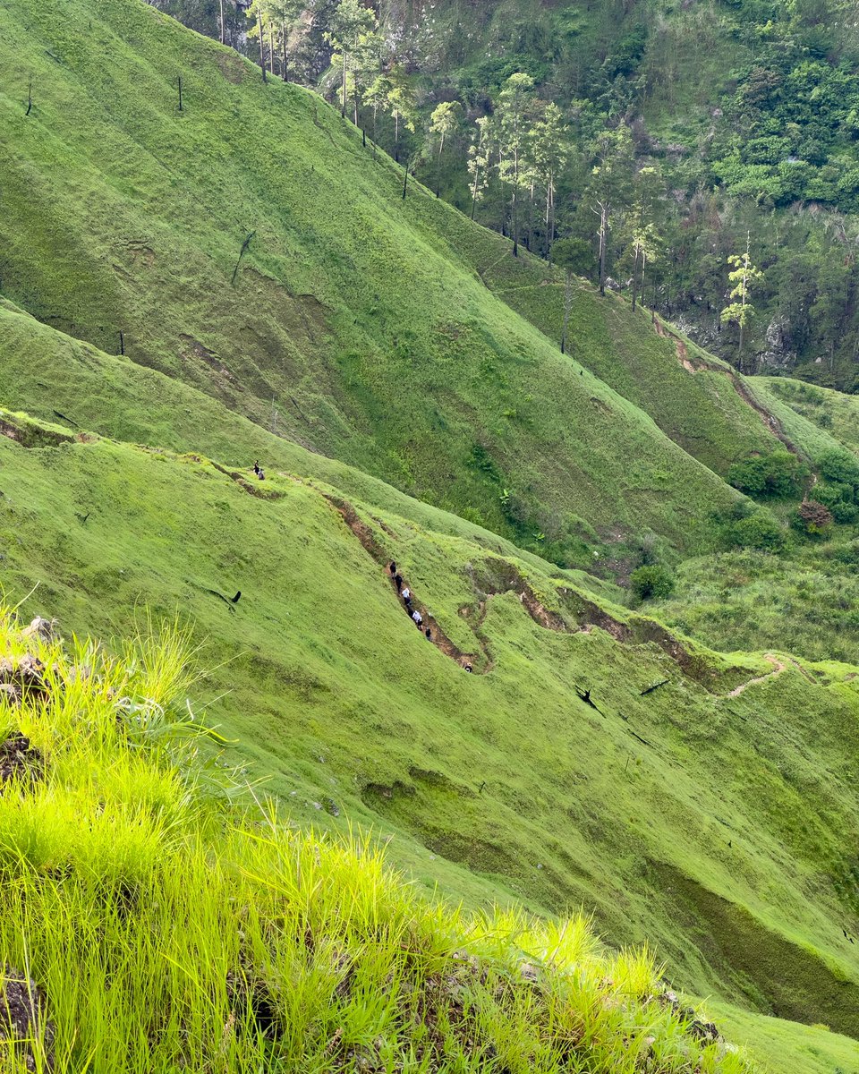 josesanchezfoto's tweet photo. Caminando entre gigantes verdes. https://t.co/YZqaJxBB9O