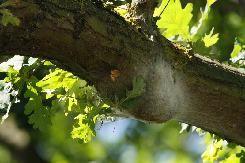 July is a key month for Oak Processionary Moth (OPM) caterpillars, which present a hazard to people, animals and oak trees. 

If you identify the caterpillars or nests of this tree pest please don't approach. Report your sighting on TreeAlert: treealert.forestresearch.gov.uk

#TreeHealth