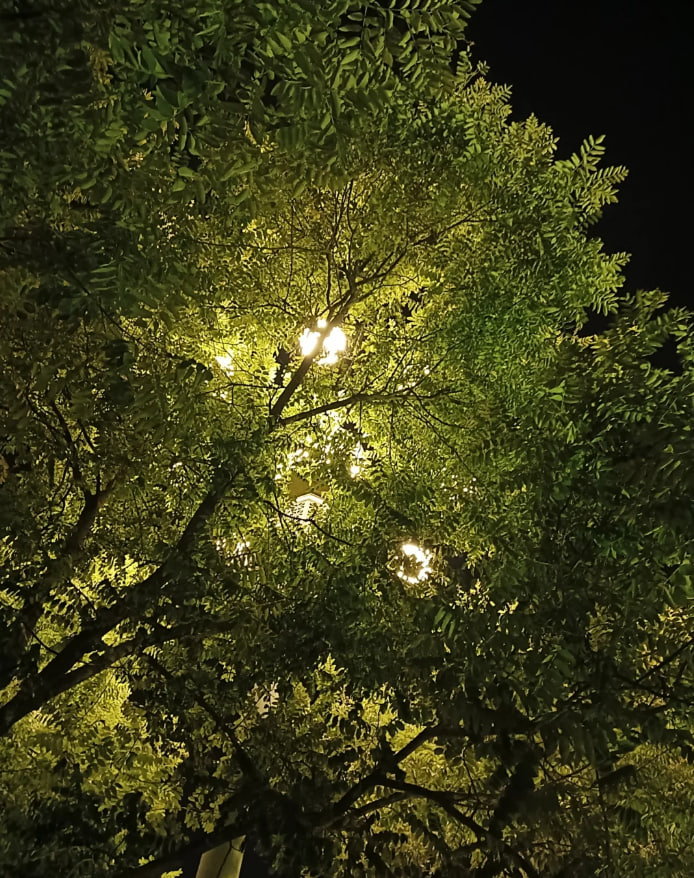 disialdebate's tweet photo. 夏の夜は蝉の鳴き声を忘れて、心静かに過ごしましょう☘️🌒 https://t.co/0s3blgFSR4
