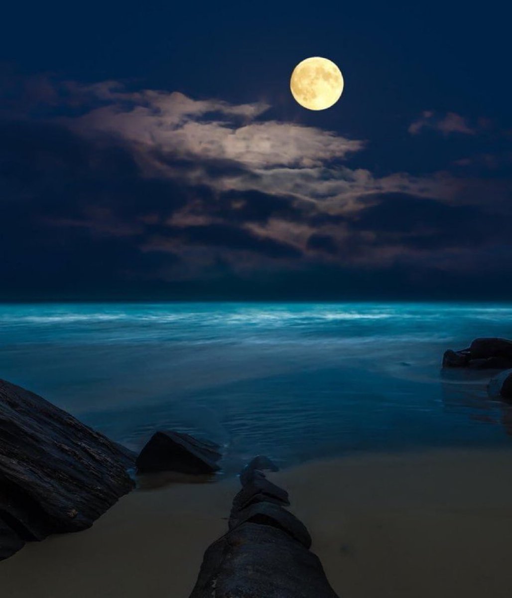 MOON LOVER tweet media