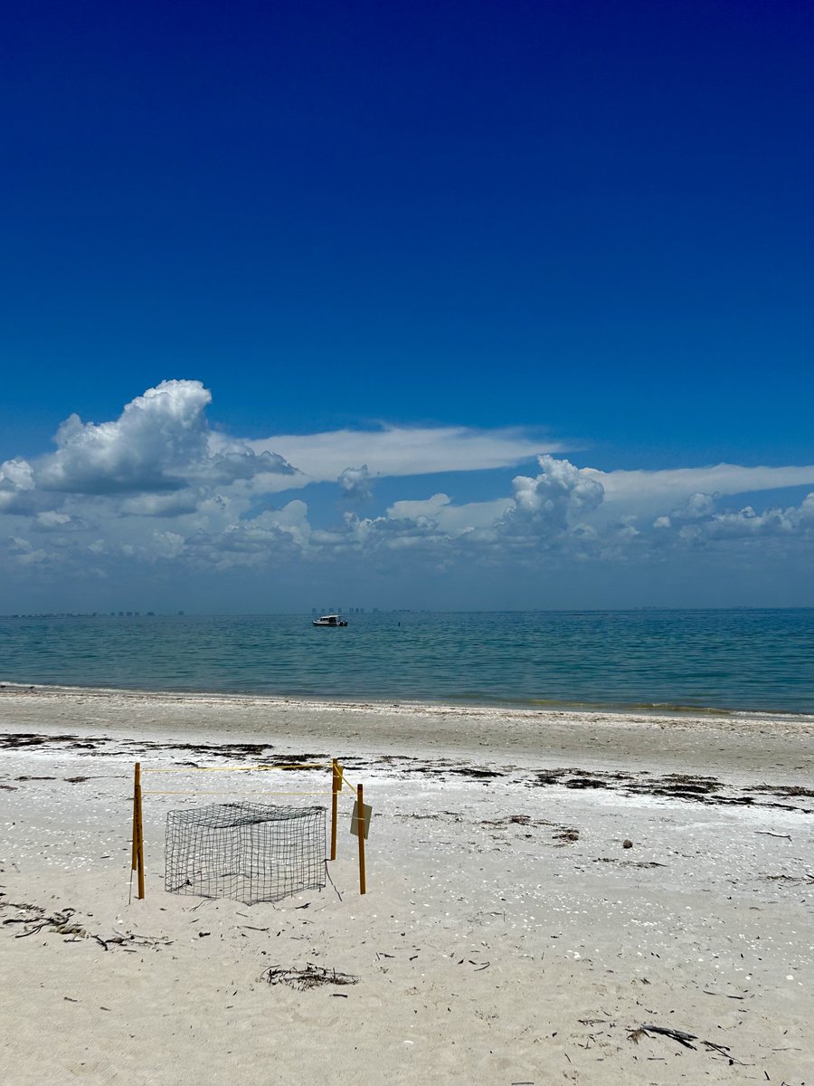 SundialResort's tweet image. Guests and visitors consider Sundial’s beach their home away from home. However, there are a special group of turtles that get to say that and MEAN IT! Just check out this nest, laid right on our beach. #funinthesundial #sanibelisland #seaturtlenesting