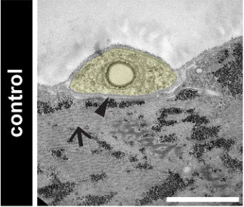 focalplane_jcs's tweet photo. On our return to #EmMonday, we’re highlighting the Drosophila larval NMJ from @BriChristophers, @BayliesLab, et al. The images show defects in post-synaptic actin organisation and the synaptic cleft.
📖@Dev_journal: https://t.co/yIW6iu8pF5 https://t.co/QR4gjqWDo6