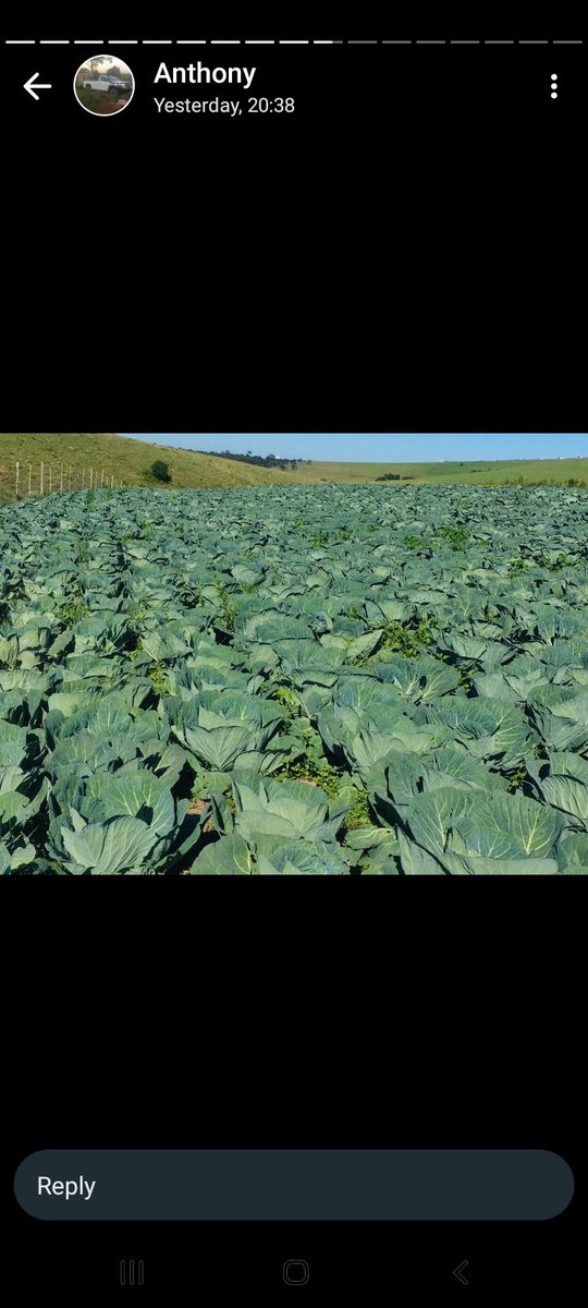 officailqueenv's tweet photo. @AutoandGeneral We have a  farming business called  UlutshaLendalo Agricultural and  we don't have  a laptop for our business to keep our file safe and to send emails 
#AutoandGeneral
#NeverNotHere https://t.co/18ethx50pJ