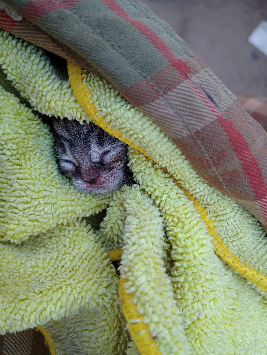 FlyTWAExpress's tweet image. Brand new rescue face. Little boy.

Witnessed a small cry in the alley yesterday. Sure enough, Queen is birthing right in the alley. 

Attempted to coax Queen to come with, then attempted to hand capture her. No luck.

Queen dropped lil boy.

Satiated with milk replacer.