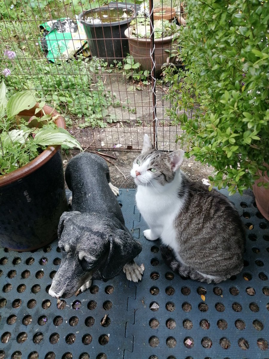 Greenvanman009's tweet photo. Miss Max and Otto sharing a moment. 😁 #Cumbria #Lakeland #OldVsNew #cat #Dog https://t.co/FqIQadhqpw