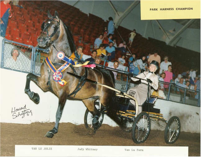 AmericanMorgan's tweet photo. #ThrowbackThursday with Van Lu Jolie! Some of Van Lu Jolie's outstanding accomplishments include:

📷1984 World 3YO Futurity Park Harness Champion
📷1985 WC Mare
📷1986 $2,500 World Park Harness Champion

📷 photo credits: Howard Schatzberg

#amha #morganhorse https://t.co/tCeVu7KRrF