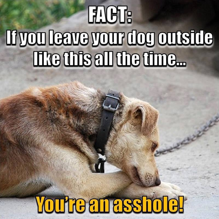 Dalbodog's tweet photo. No animal should be chained to anything! https://t.co/VvBvO6NpEF
