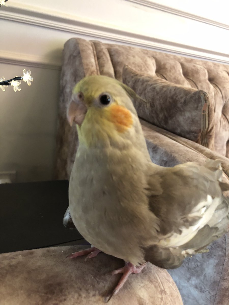 Zozo_The_Bird's tweet photo. rico https://t.co/UhXoOuD9i1