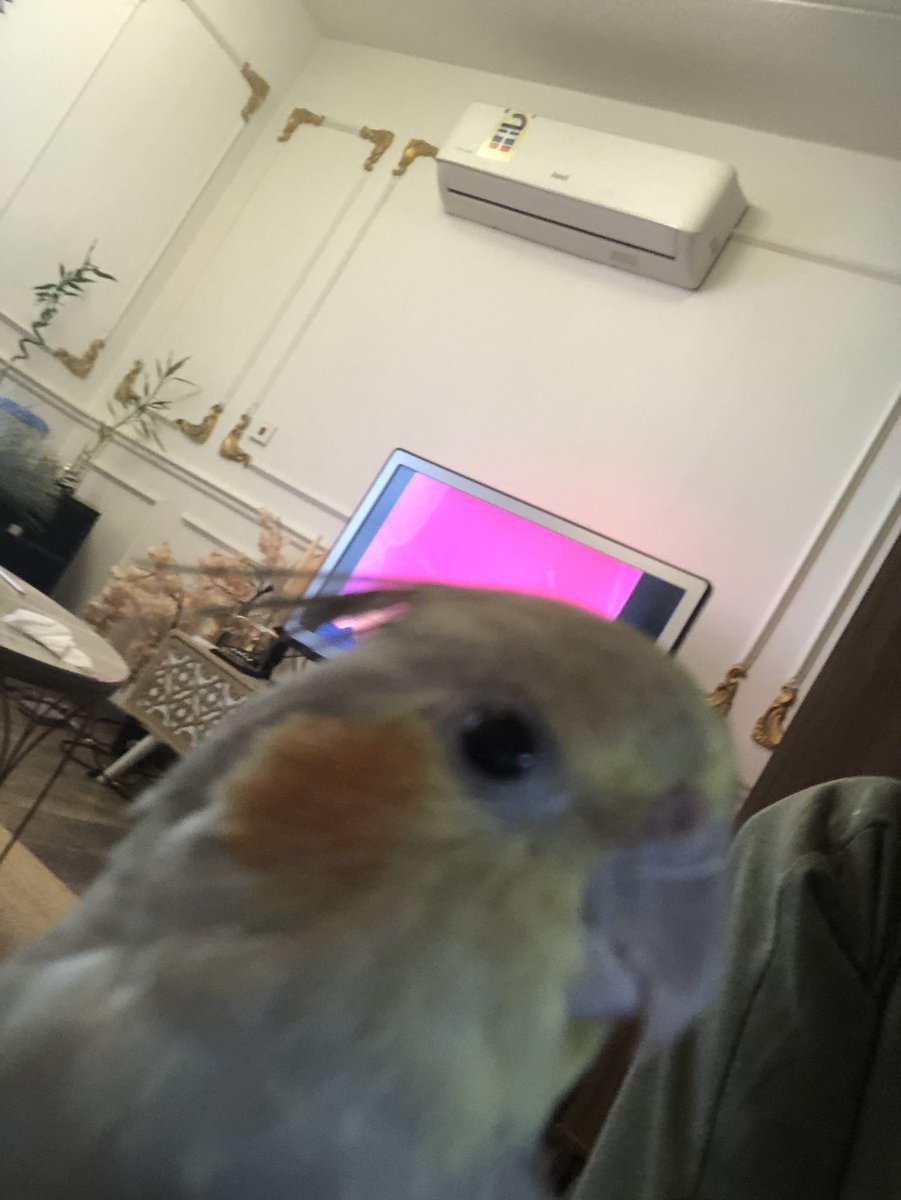 Zozo_The_Bird's tweet photo. rico https://t.co/UhXoOuD9i1