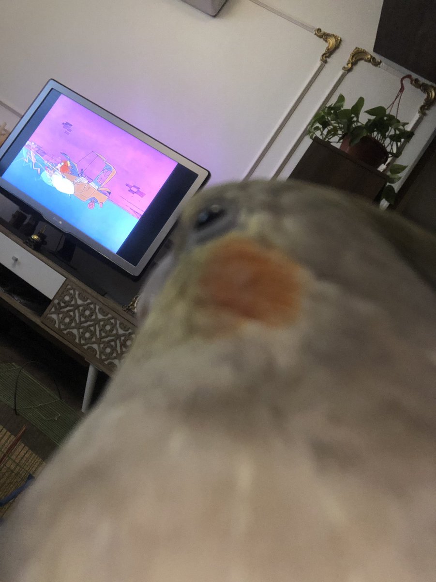 Zozo_The_Bird's tweet photo. rico https://t.co/UhXoOuD9i1