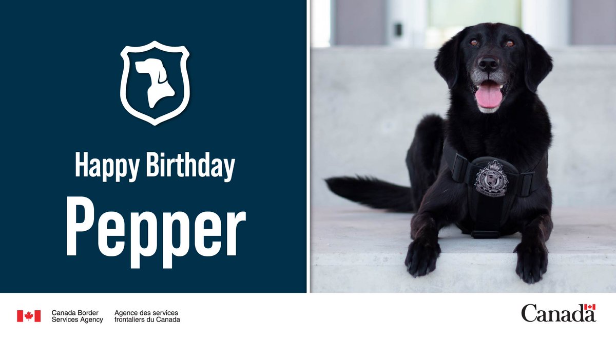 CanBorderPAC's tweet image. Happy belated birthday #K9 Pepper!

#FunFact Pepper shares a birthday with her brother Ember who is also a #CBSA #DetectorDog. I guess you could say it runs in the family!

Learn more: ow.ly/QelL50SuXSA  #DogsWithJobs