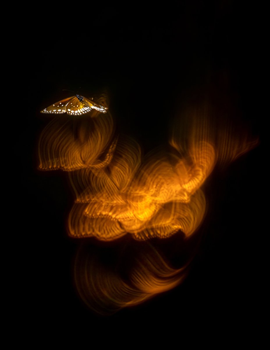 ArjunHaarith's tweet photo. The fire within

A slow shutter-speed image of a butterfly in flight.
#macro #nature #wildlife #photography #nikon #natgeo https://t.co/8SP8jNvcQC