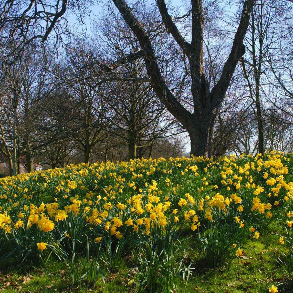WestNorthants's tweet photo. 🌳🍃🌼 What’s your favourite park or green open space in West Northants? Is there anything we could do to improve it?

Have your say on our draft Parks Development Strategy at https://t.co/GT10AqZYHW https://t.co/y1301SGGq1