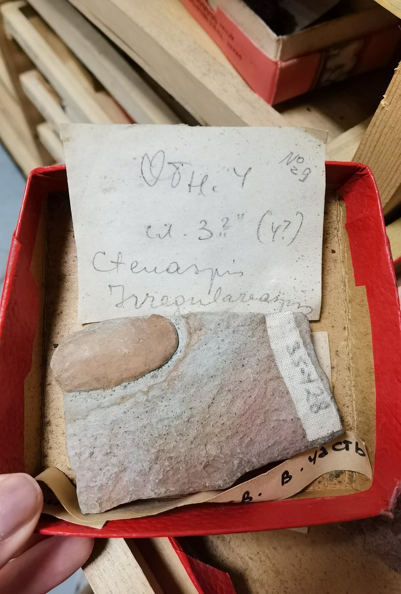 DarjaDankina's tweet photo. Ctenaspis jawless fish from #Devonian ๐
#collection #museum #vilnius #nature #research #centre #jawless #paleontology #fossil #FossilFriday #archyve
2nd pic from internet for #visualization https://t.co/PJmpWTtLun