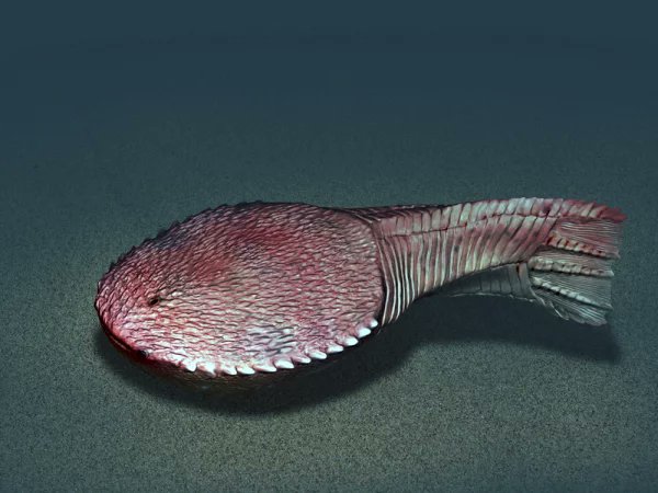 DarjaDankina's tweet photo. Ctenaspis jawless fish from #Devonian ๐
#collection #museum #vilnius #nature #research #centre #jawless #paleontology #fossil #FossilFriday #archyve
2nd pic from internet for #visualization https://t.co/PJmpWTtLun