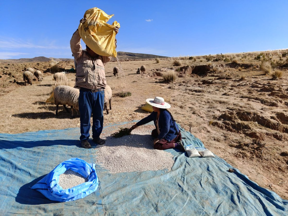 SenasagBolivia's tweet photo. #Potosí 🇧🇴📷SENASAG-MDRyT, a través del Proyecto Granos Andinos y el Área de Sanidad Vegetal, realizó vigilancia fitosanitaria y aplicación de Buenas Prácticas Agrícolas (BPAs), en el manejo de la cosecha y post cosecha en el cultivo de #tarwi en la comunidad #Piriquina-#Acasio. https://t.co/hQHhPcwJJN