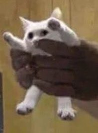 StrixOfNyx tweet media