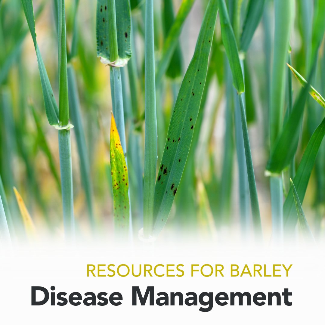 SaskBarley's tweet photo. #DYK: the BarleyBin website hosts a variety of #diseasemanagement resources? 📖 🎙️ 📺
From assessing the risk of #FHB to scouting for #leafspot and #cerealrust, use these to help you monitor crops for disease during this wet year:
https://t.co/VCtI3TuodH
#SaskAg #Spray24 https://t.co/0SrNrtCFrT
