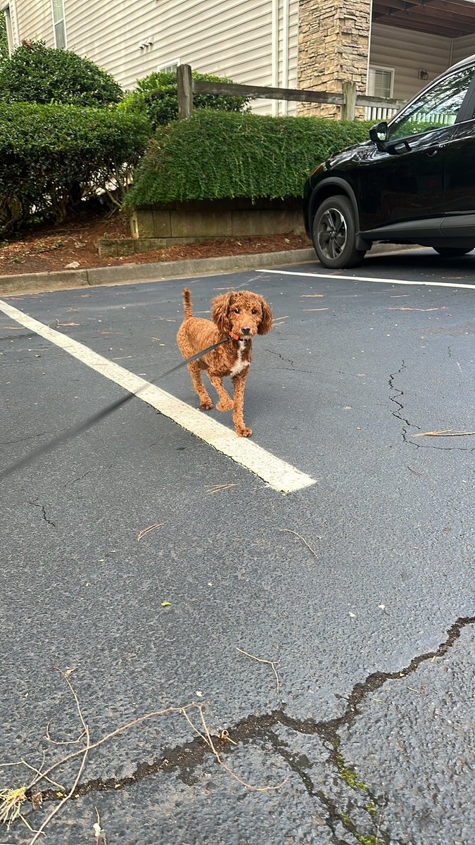 Miaa4xx's tweet photo. Selling 7 month old toy poodle ! $650 price a lil negotiable, he’s up to date on shots https://t.co/rWELjnQSez