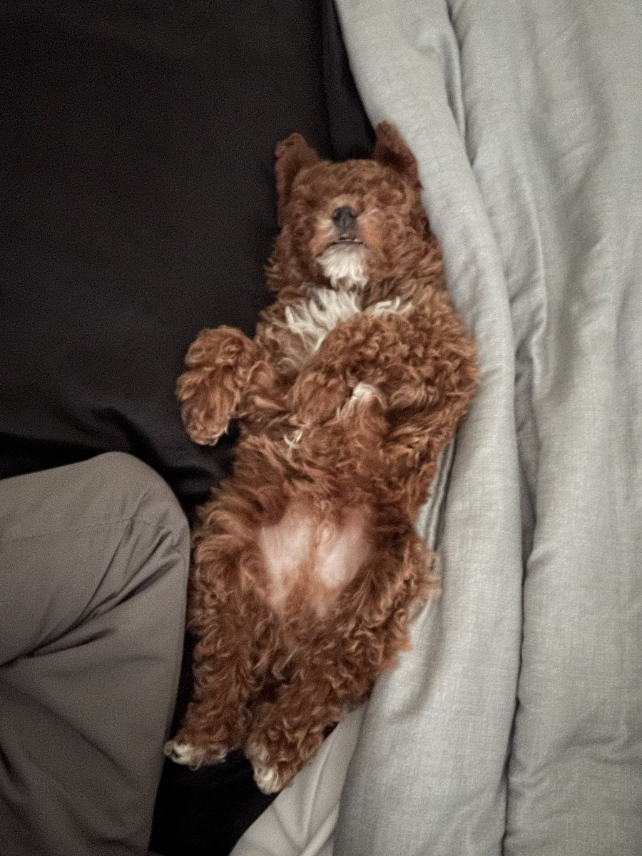 Miaa4xx's tweet photo. Selling 7 month old toy poodle ! $650 price a lil negotiable, he’s up to date on shots https://t.co/rWELjnQSez