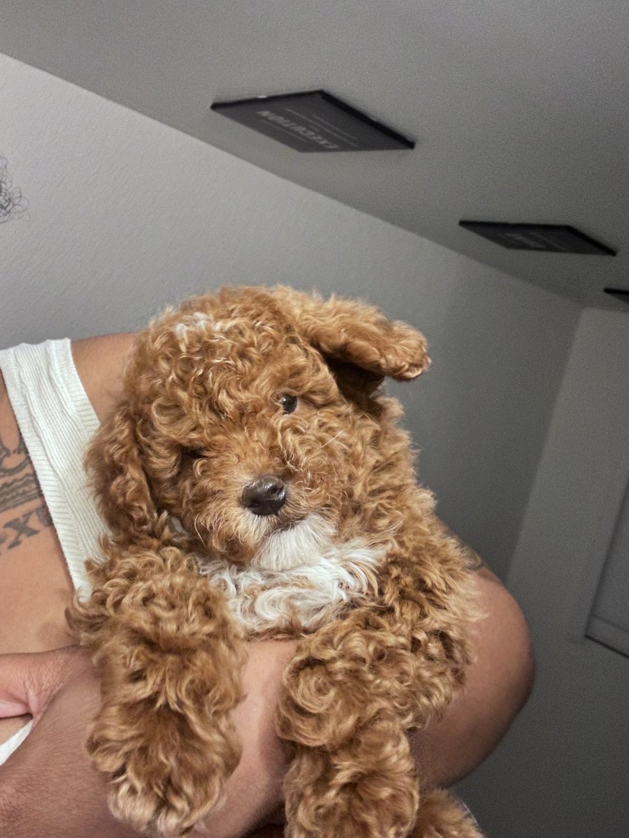 Miaa4xx's tweet photo. Selling 7 month old toy poodle ! $650 price a lil negotiable, he’s up to date on shots https://t.co/rWELjnQSez