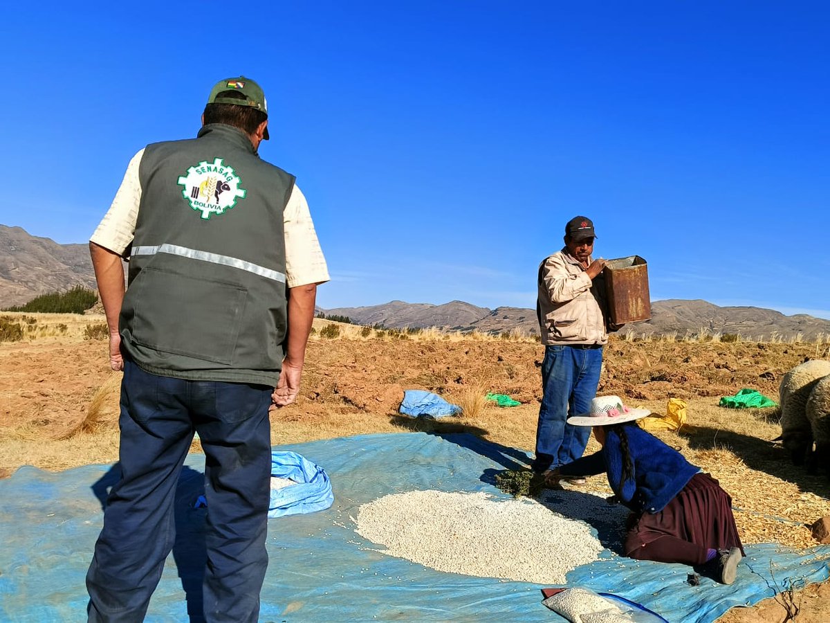 SenasagBolivia's tweet photo. #Potosí 🇧🇴📷SENASAG-MDRyT, a través del Proyecto Granos Andinos y el Área de Sanidad Vegetal, realizó vigilancia fitosanitaria y aplicación de Buenas Prácticas Agrícolas (BPAs), en el manejo de la cosecha y post cosecha en el cultivo de #tarwi en la comunidad #Piriquina-#Acasio. https://t.co/hQHhPcwJJN