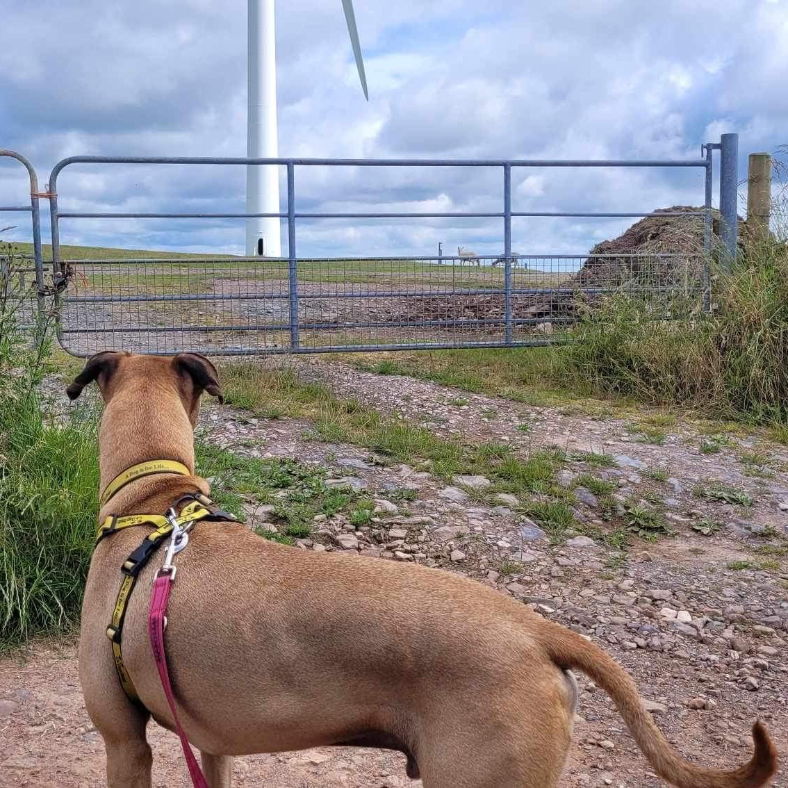 Bean <a href="/DogsTrust/">Dogs Trust 💛🐶</a> #Ilfracombe enjoying one of many quiet, rural walks close to the rehoming centre. 💛 Bean is looking for a home. 🏡 dogstrust.org.uk/rehoming/dogs/… 
#ADogIsForLife #AdoptADog #RescueDog 🐾