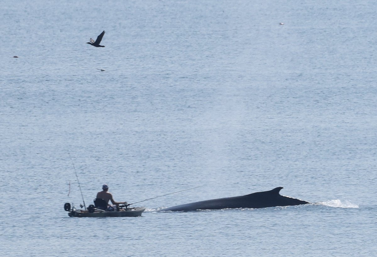 NBC10 Boston (@nbc10boston) on Twitter photo A whale is currently putting on a show between Swampscott and Nahant. An unsuspecting kayaker got a surprise near Egg Rock. Lynn Shore Drive is seen in another view. 📸<a href="/pictureboston/">Mark Garfinkel</a> A whale is currently putting on a show between Swampscott and Nahant. An unsuspecting kayaker got a surprise near Egg Rock. Lynn Shore Drive is seen in another view. 📸<a href="/pictureboston/">Mark Garfinkel</a>