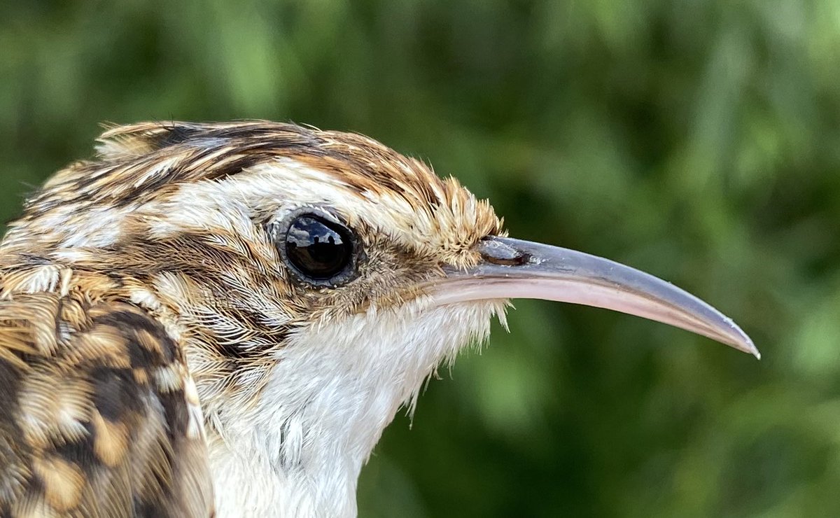 Treecreeper at Abberton CES, visit 8. Clearly an 🏴󠁧󠁢󠁥󠁮󠁧󠁿 fan!