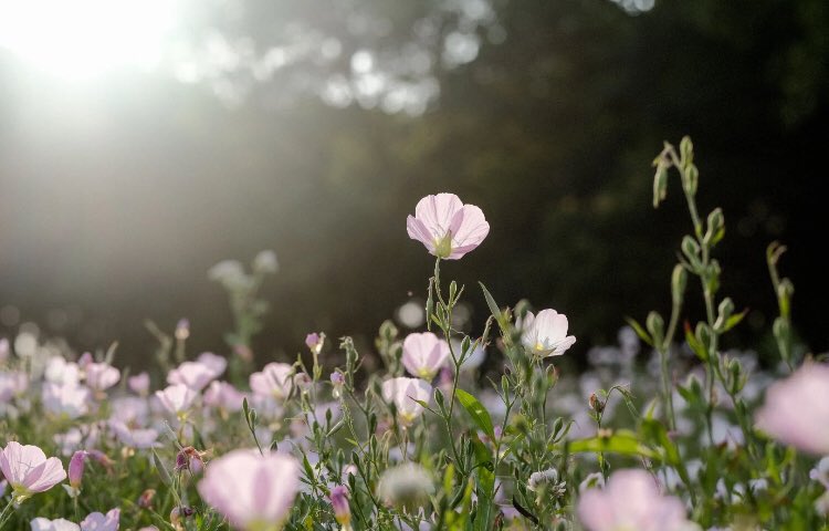 fairyprxncess's tweet image. 