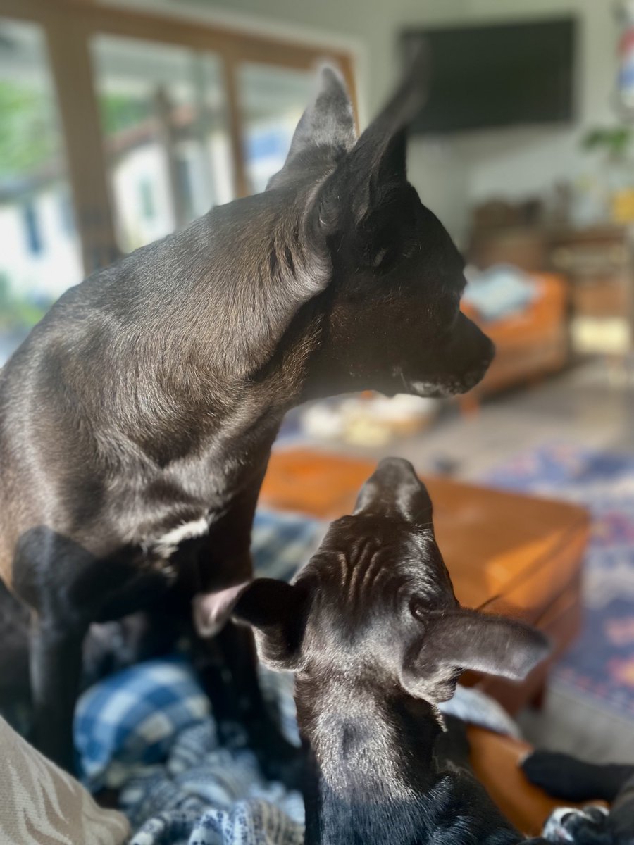 LilyCooper21's tweet photo. Lily is a big sister again 💕 Lenny has been w us for over a week now https://t.co/HhpuY9lrRj
