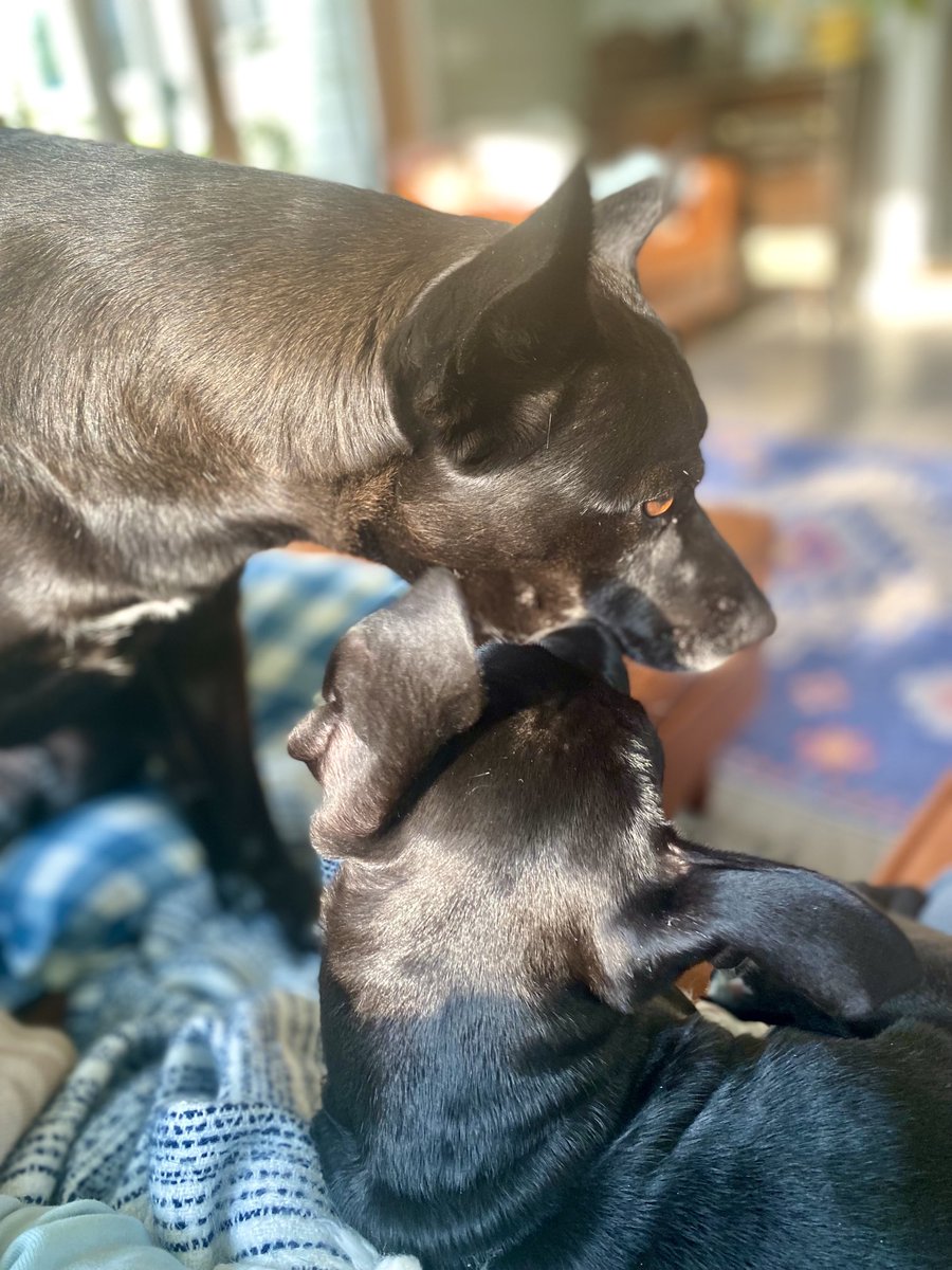 Lily is a big sister again 💕 Lenny has been w us for over a week now