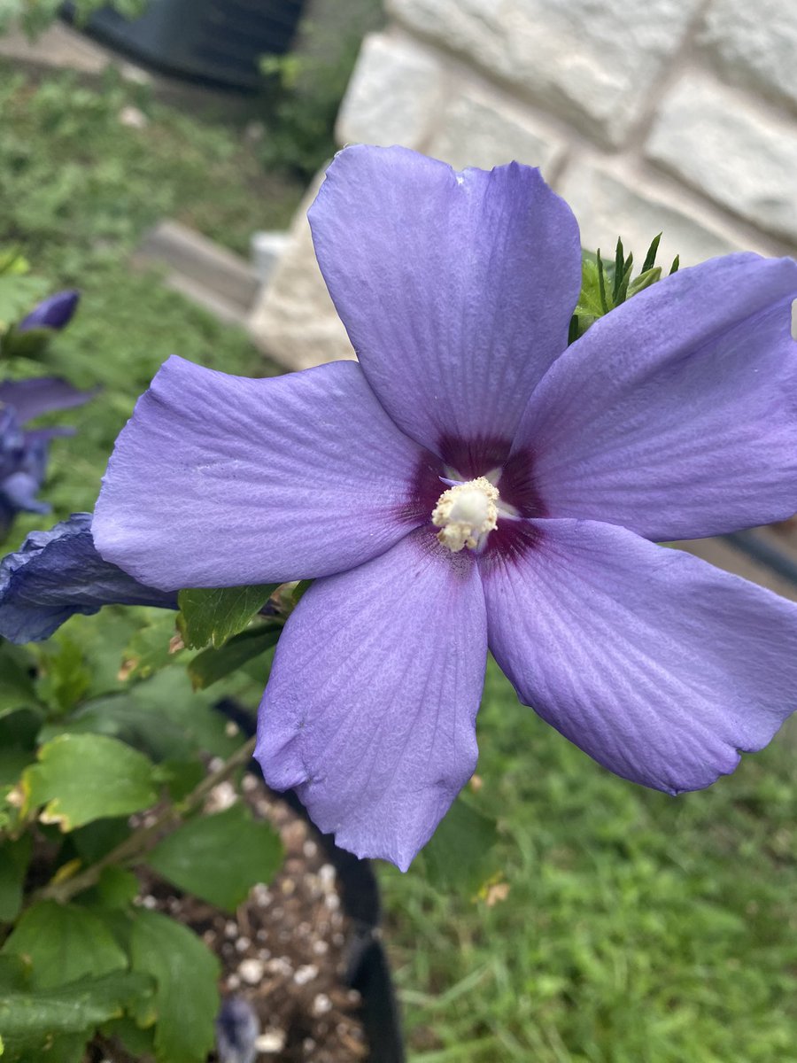 Bigdave1001's tweet photo. Paraplu violet this morning #HibiscusLove https://t.co/FVJ9Sjb0qY