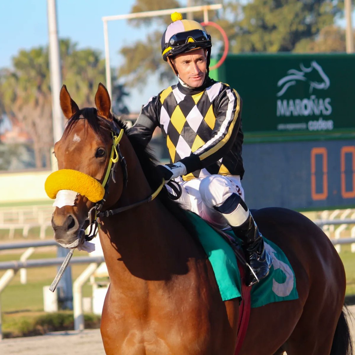 turf_uruguayo's tweet photo. #Sobandmaster 🏆

Es buen caballo este versatil pupilo de F.Santesteban y en este Cl Francisco Etcheverry Vidal sobre 1200M(C) lo demostró una vez más y suma una nueva victoria.

H.Lazo guió a la victoria a este hijo de #CanTheMan quien se encuentra en pleno tren de ascenso! https://t.co/qDwMmIwUsS
